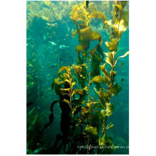 Extrato de algas marinhas 100% solúvel em fertilizante orgânico